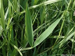 Attēlu rezultāti vaicājumam “Lathyrus sylvestris fruit”