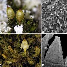 Attēlu rezultāti vaicājumam “Orthotrichum, Nyholmiella”