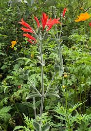 Attēlu rezultāti vaicājumam “Diachea dictyospora (syn. Craterium dictyosporum) stalked”