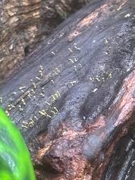 Attēlu rezultāti vaicājumam “Claustria didermoides spores”