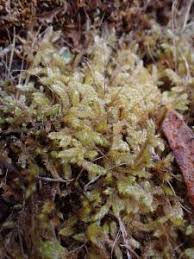 Attēlu rezultāti vaicājumam “Hypnum cupressiforme var. lacunosum sporophyte”