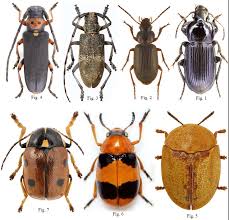 Attēlu rezultāti vaicājumam “Coleoptera”