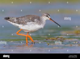 Image result for Tringa erythropus