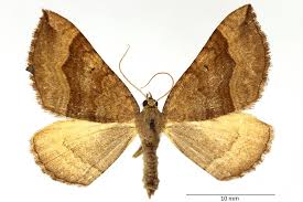 Attēlu rezultāti vaicājumam “Scotopteryx chenopodiata”