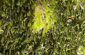 Attēlu rezultāti vaicājumam “Fissidens arnoldii sporophyte”