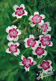 Attēlu rezultāti vaicājumam “Dianthus deltoides flower”