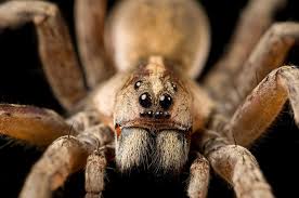 Image result for spider