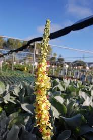 Attēlu rezultāti vaicājumam “Verbascum nigrum flower”