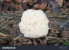 Attēlu rezultāti vaicājumam “Reticularia lycoperdon”