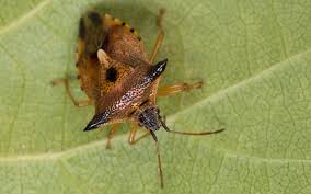 Attēlu rezultāti vaicājumam “Elasmucha ferrugata”