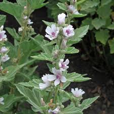 Image result for Althaea officinalis