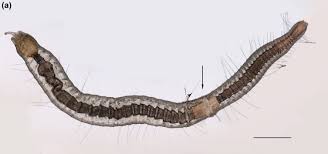 Attēlu rezultāti vaicājumam “Hirudinea”