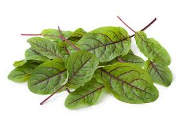 Attēlu rezultāti vaicājumam “Rumex”