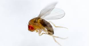 Attēlu rezultāti vaicājumam “Drosophila melanogaster”