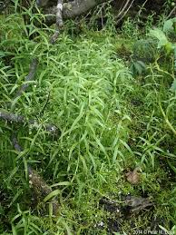 Attēlu rezultāti vaicājumam “Veronica scutellata flower”