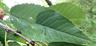 Attēlu rezultāti vaicājumam “Padus avium leaf”