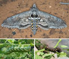 Image result for hawk moth