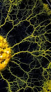 Attēlu rezultāti vaicājumam “Physarum contextum young”