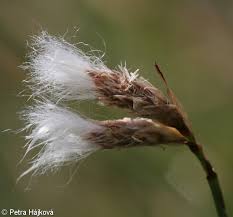 Attēlu rezultāti vaicājumam “Eriophorum gracile fruit”