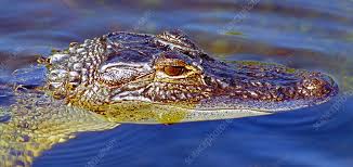 Image result for Alligator mississippiensis