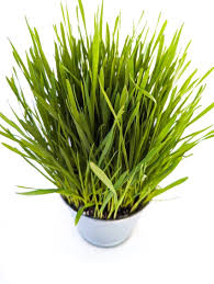 Attēlu rezultāti vaicājumam “Triticum aestivum”