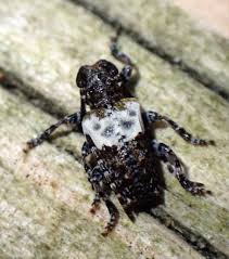 Attēlu rezultāti vaicājumam “Pogonocherus hispidulus”