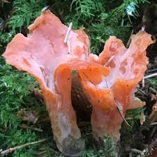 Attēlu rezultāti vaicājumam “Postia ptychogaster”