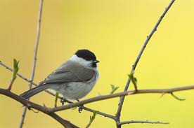 Attēlu rezultāti vaicājumam “Poecile palustris adult”