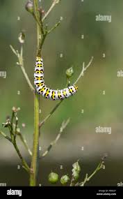 Attēlu rezultāti vaicājumam “Shargacucullia scrophulariae”