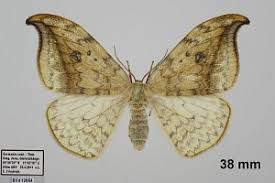 Attēlu rezultāti vaicājumam “Drepana falcataria”