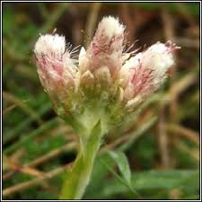 Attēlu rezultāti vaicājumam “Antennaria dioica male flower”