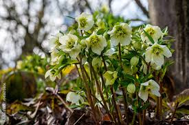 Image result for Nieswurz