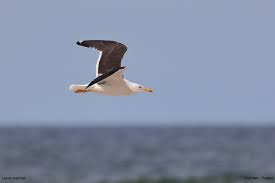 Attēlu rezultāti vaicājumam “Larus marinus”