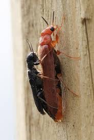 Attēlu rezultāti vaicājumam “Hylecoetus dermestoides male”