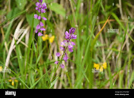 Attēlu rezultāti vaicājumam “Polygala comosa leaf”