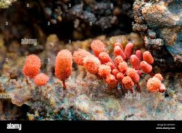 Attēlu rezultāti vaicājumam “Arcyria denudata”