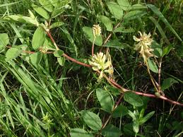 Attēlu rezultāti vaicājumam “Astragalus glycyphyllos fruit”