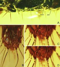 Attēlu rezultāti vaicājumam “Tachyporus sp.”