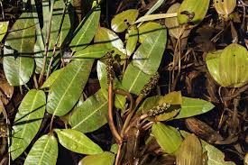 Attēlu rezultāti vaicājumam “Potamogeton gramineus”