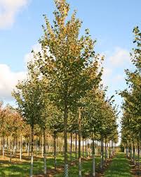 Attēlu rezultāti vaicājumam “Tilia cordata”