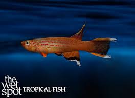 Image result for Aphyosemion