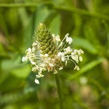Attēlu rezultāti vaicājumam “Plantago media bud”