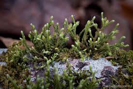 Attēlu rezultāti vaicājumam “Hedwigia ciliata sporophyte”