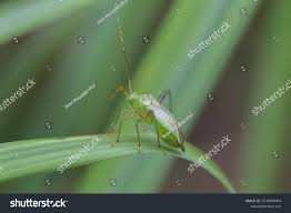 Attēlu rezultāti vaicājumam “Adelphocoris quadripunctatus”