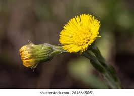 Attēlu rezultāti vaicājumam “Tussilago farfara bud”