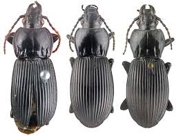 Attēlu rezultāti vaicājumam “Pterostichus sp.”