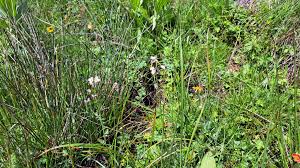 Attēlu rezultāti vaicājumam “Eriophorum angustifolium”