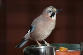 Attēlu rezultāti vaicājumam “Garrulus glandarius adult”