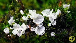 Attēlu rezultāti vaicājumam “Rimbachia neckerae”