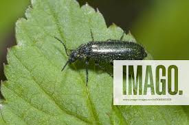 Attēlu rezultāti vaicājumam “Dasytes caeruleus imago”